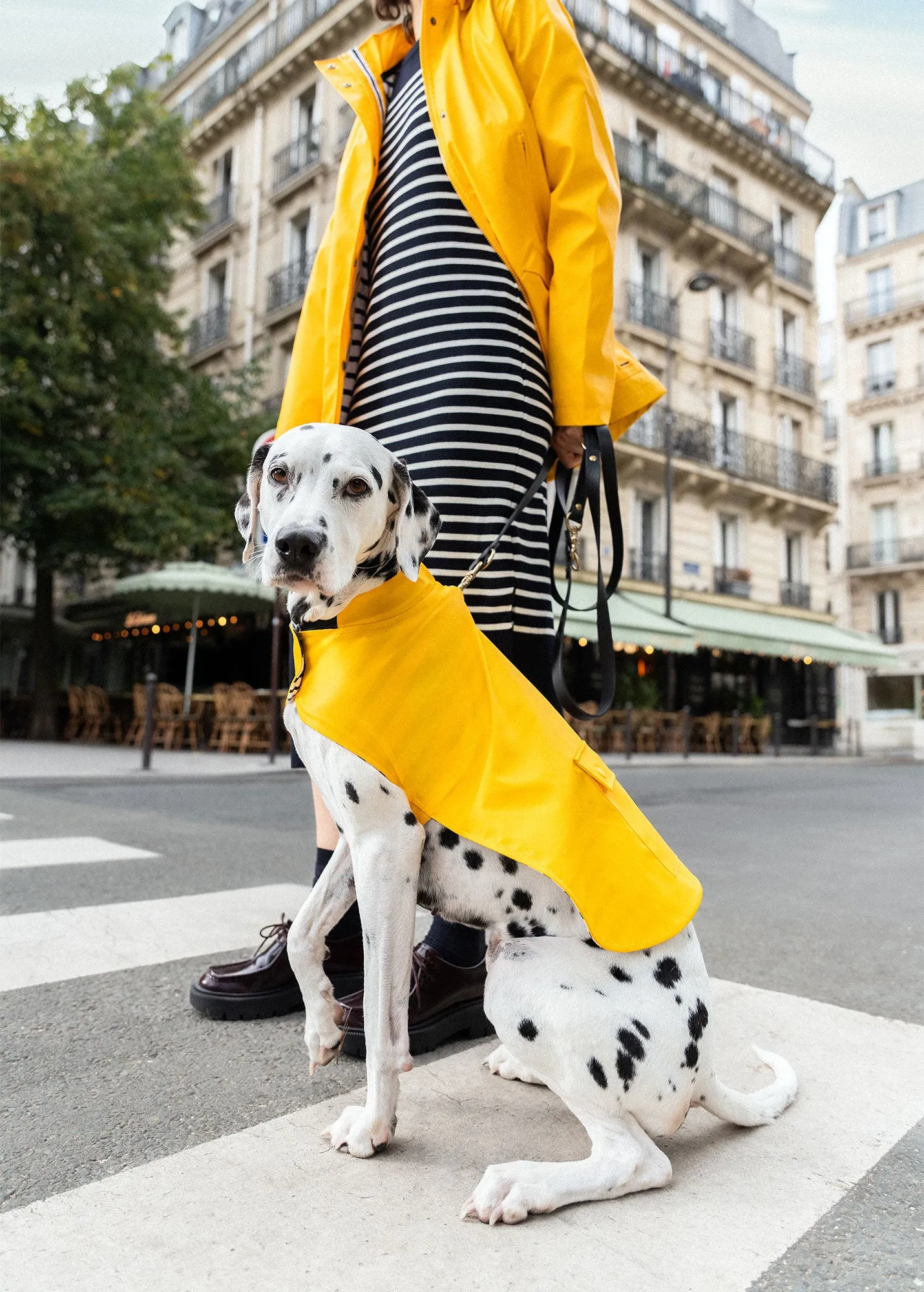 The Toutoucir SAINT JAMES - raincoat for dogs (JAUNE)